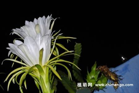 13张白色火龙果花图片