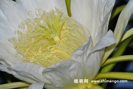 13张白色火龙果花图片