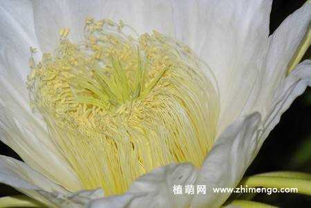 13张白色火龙果花图片