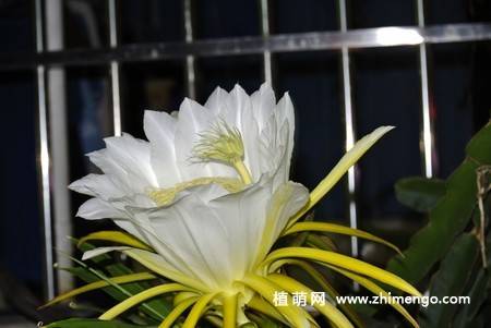 13张白色火龙果花图片