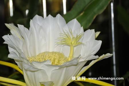13张白色火龙果花图片