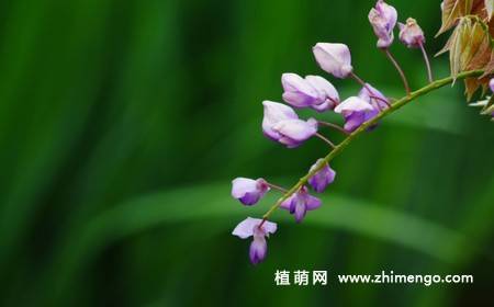 紫藤花卉图片