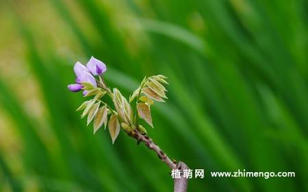 紫藤花卉图片