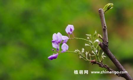 紫藤花卉图片