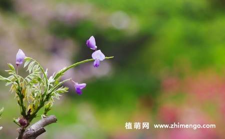 紫藤花卉图片