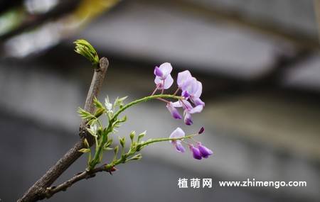 紫藤花卉图片
