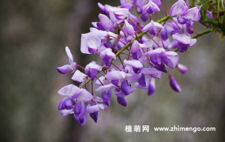 紫藤花卉图片