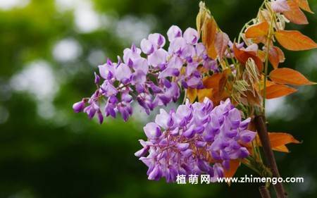 紫藤花卉图片