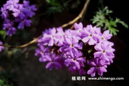 紫色欧石楠花图片