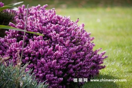 紫色欧石楠花图片