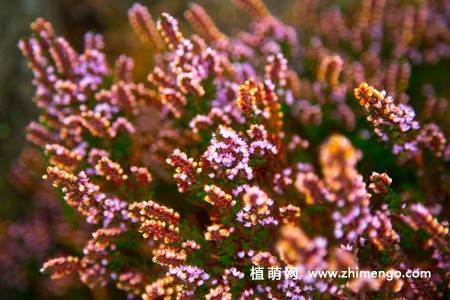 紫色欧石楠花图片