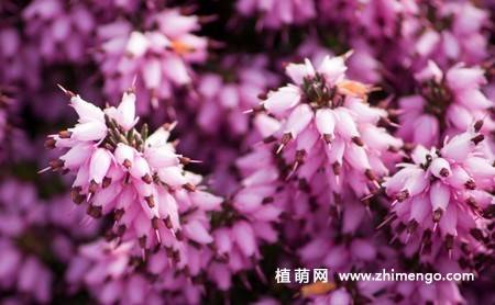 紫色欧石楠花图片