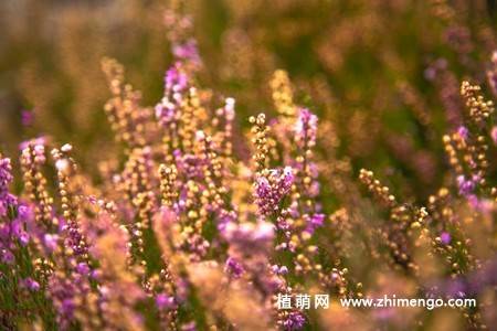 紫色欧石楠花图片