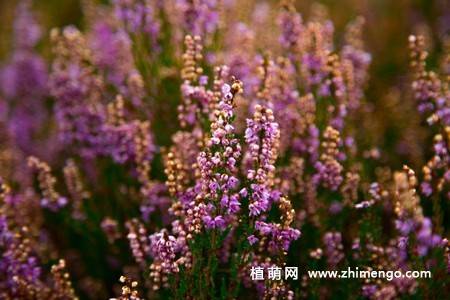 紫色欧石楠花图片