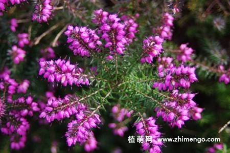 紫色欧石楠花图片