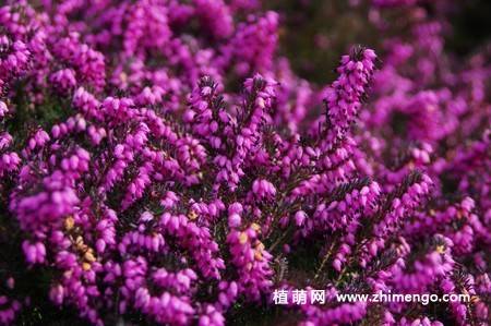 紫色欧石楠花图片