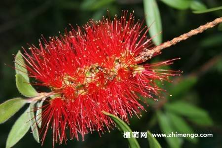 8张红千层的花卉图片
