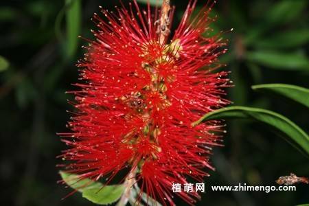 8张红千层的花卉图片