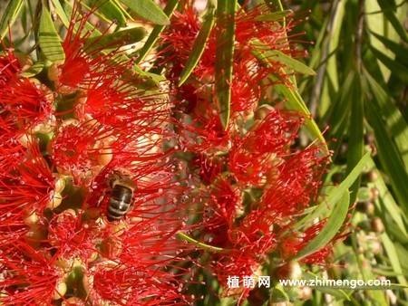 8张红千层的花卉图片