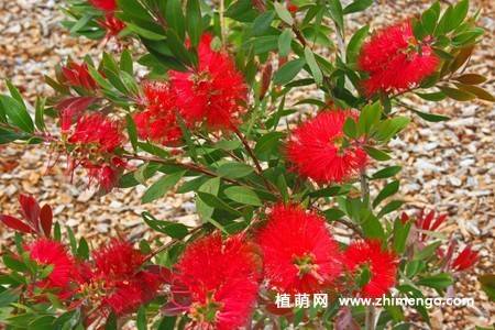 8张红千层的花卉图片