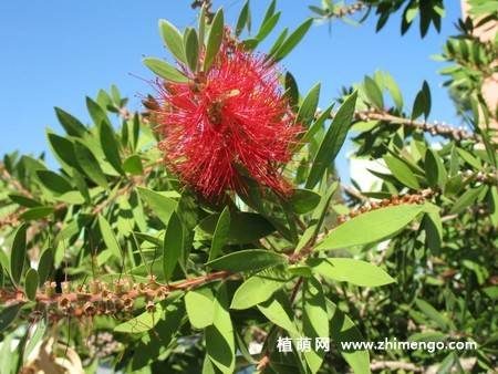 8张红千层的花卉图片