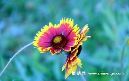 蛇目菊花图片