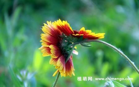 蛇目菊花图片
