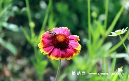 蛇目菊花图片
