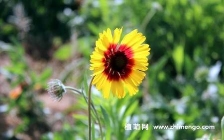 蛇目菊花图片