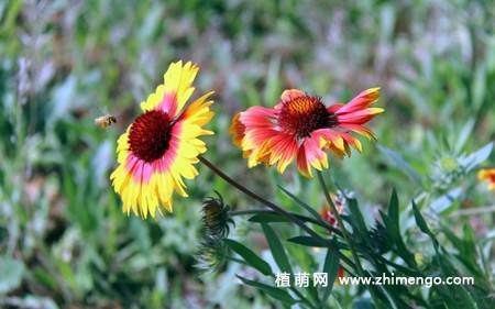 蛇目菊花图片
