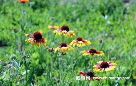 蛇目菊花图片