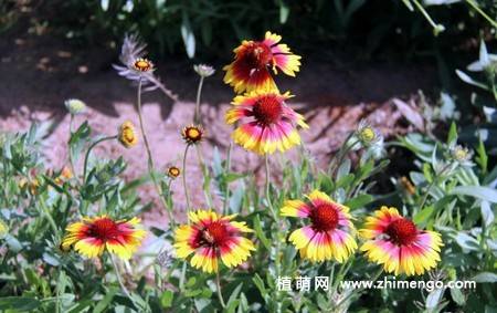 蛇目菊花图片