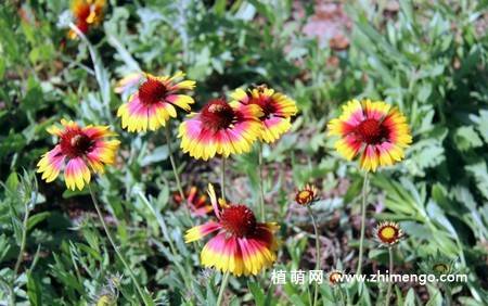蛇目菊花图片