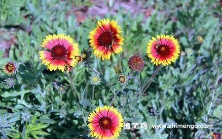 蛇目菊花图片