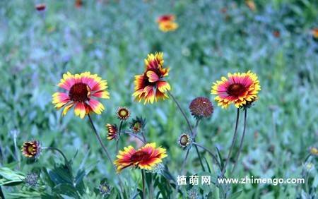 蛇目菊花图片