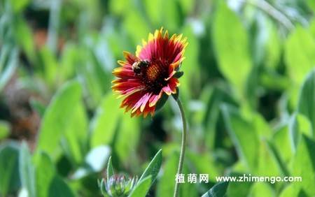 蛇目菊花图片