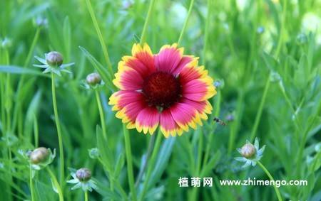 蛇目菊花图片
