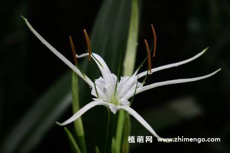 蜘蛛百合花图片 9张