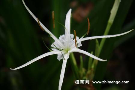 蜘蛛百合花图片 9张