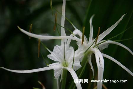蜘蛛百合花图片 9张