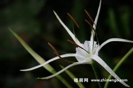 蜘蛛百合花图片 9张