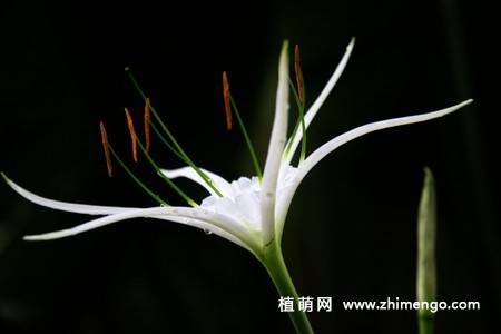 蜘蛛百合花图片 9张