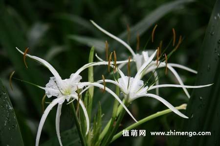 蜘蛛百合花图片 9张
