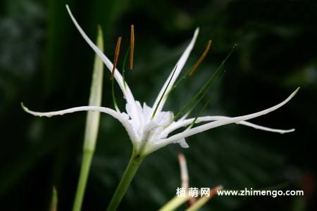 蜘蛛百合花图片 9张