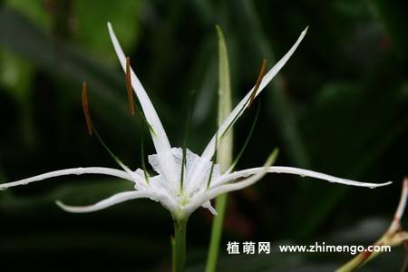 蜘蛛百合花图片 9张