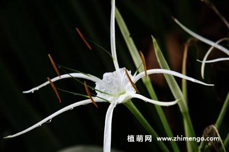 蜘蛛百合花图片 9张