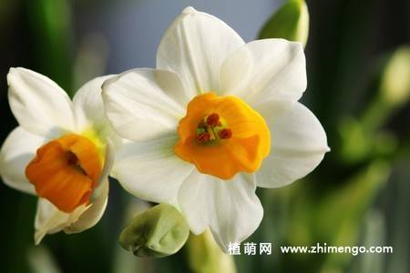 18张水仙花卉图片