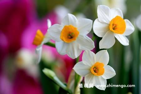 18张水仙花卉图片