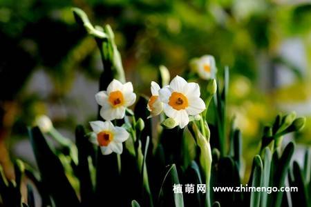 18张水仙花卉图片