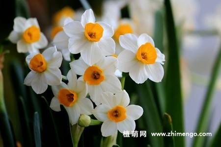 18张水仙花卉图片